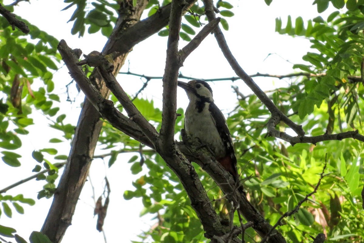 Syrian Woodpecker - ML620610643