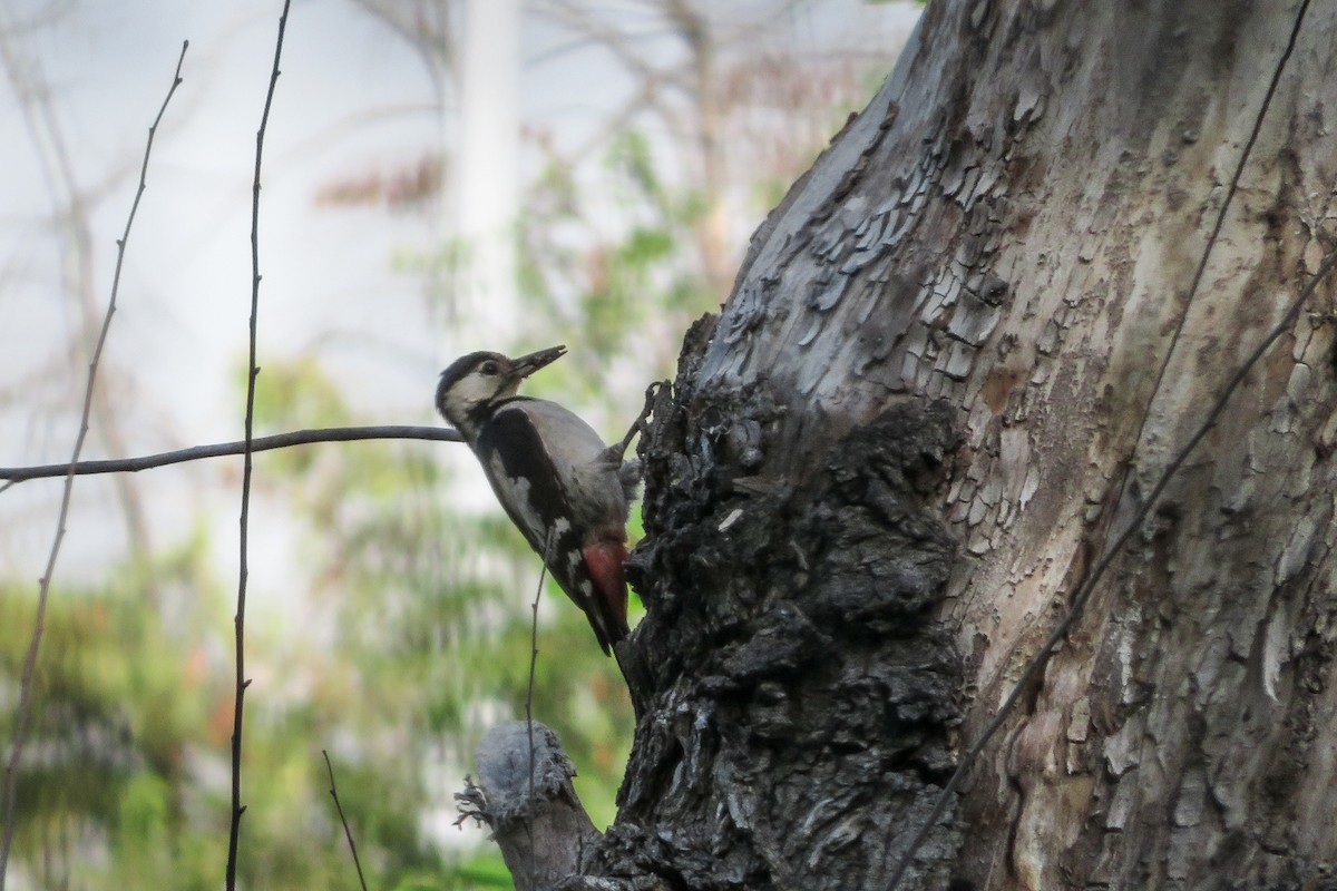 Syrian Woodpecker - ML620610645
