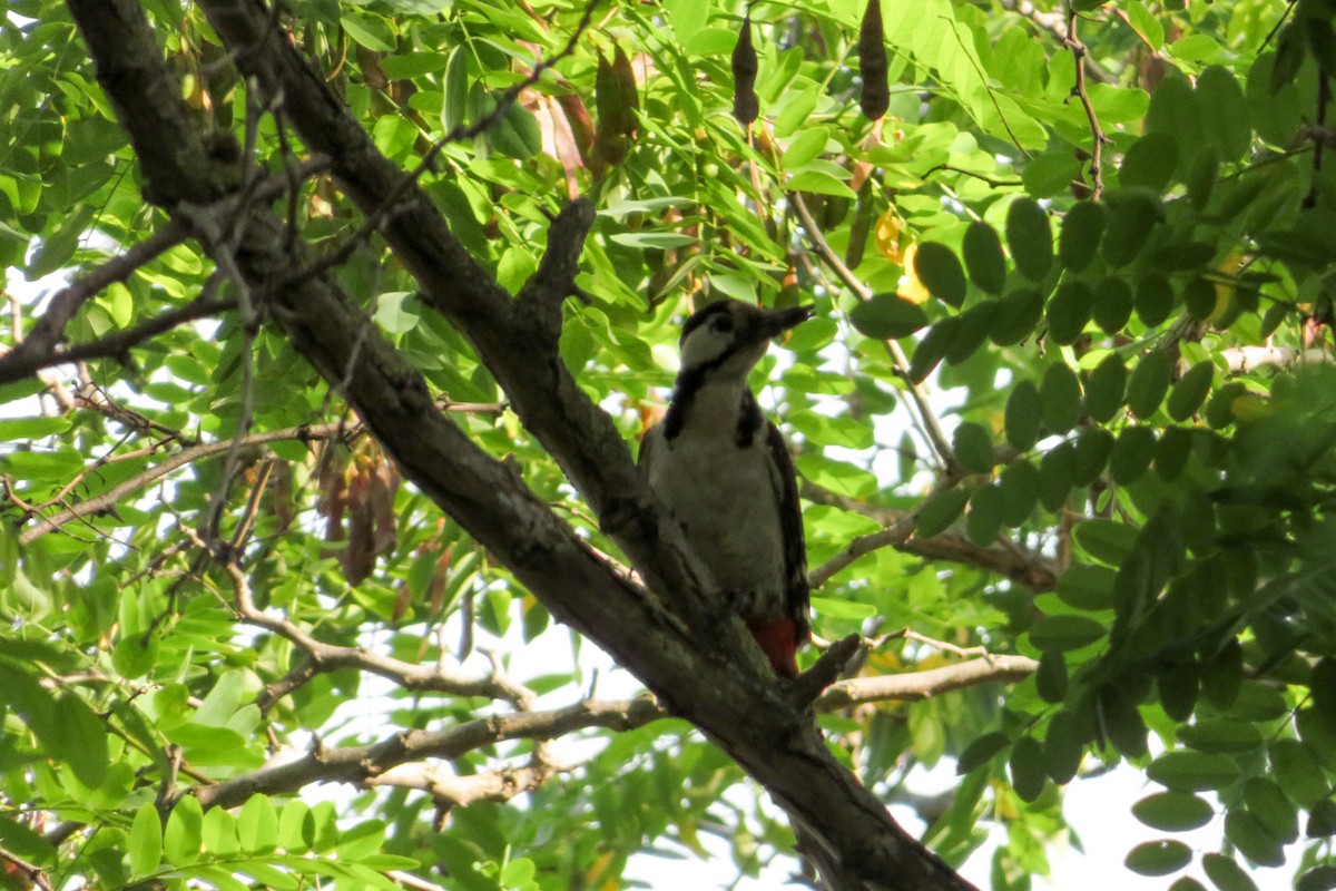 Syrian Woodpecker - ML620610649