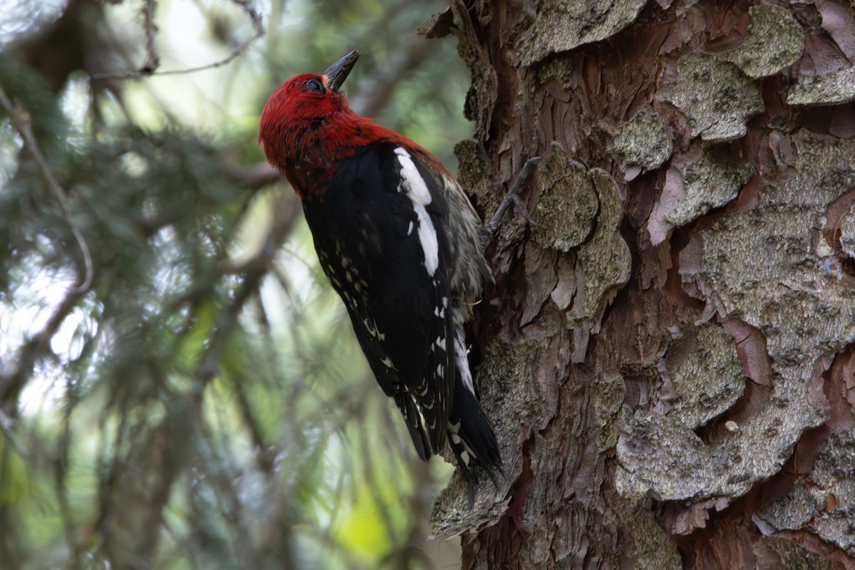 Red-breasted Sapsucker - ML620610651