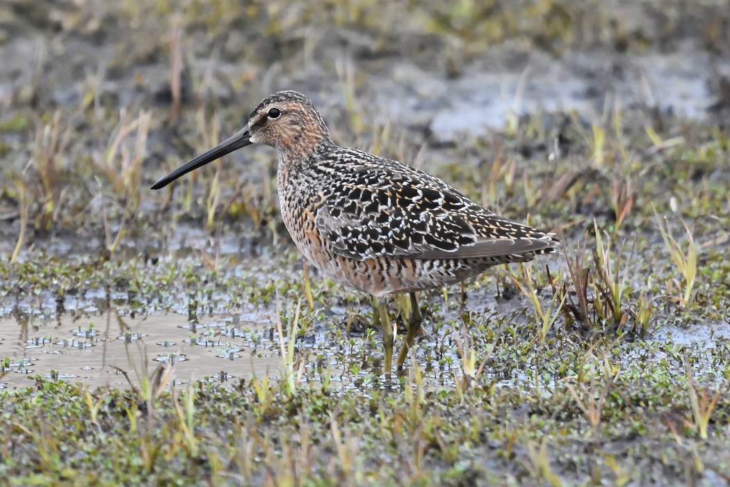 Long-billed Dowitcher - ML620610653