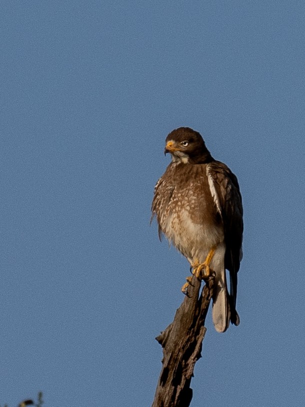 White-eyed Buzzard - ML620610655