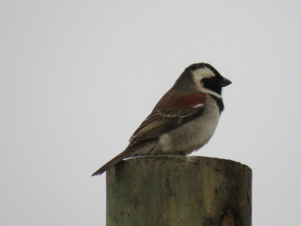 Cape Sparrow - ML620610656