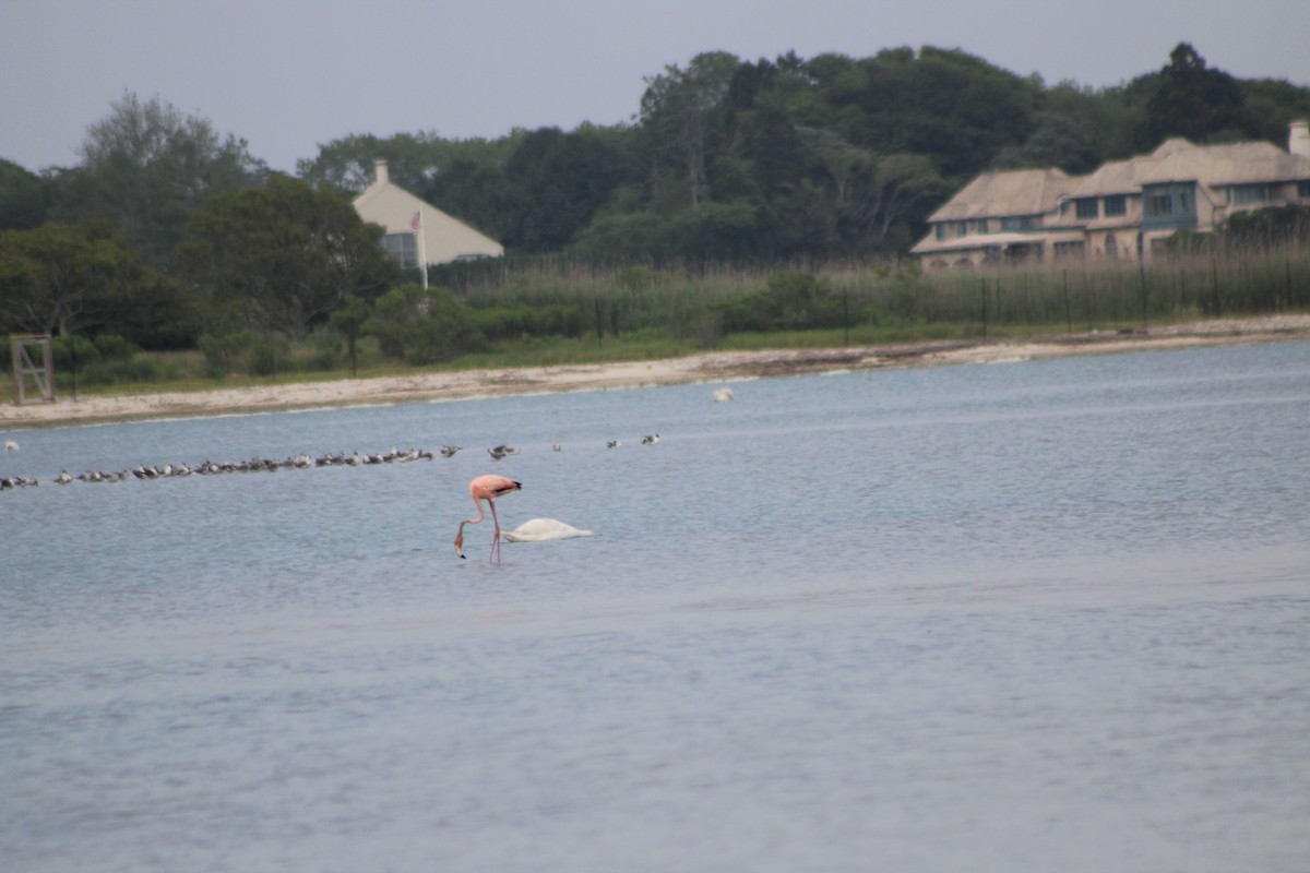 American Flamingo - ML620610657