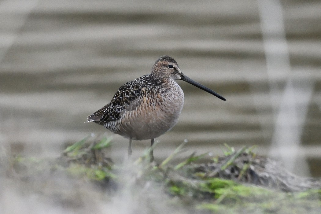 Long-billed Dowitcher - ML620610658