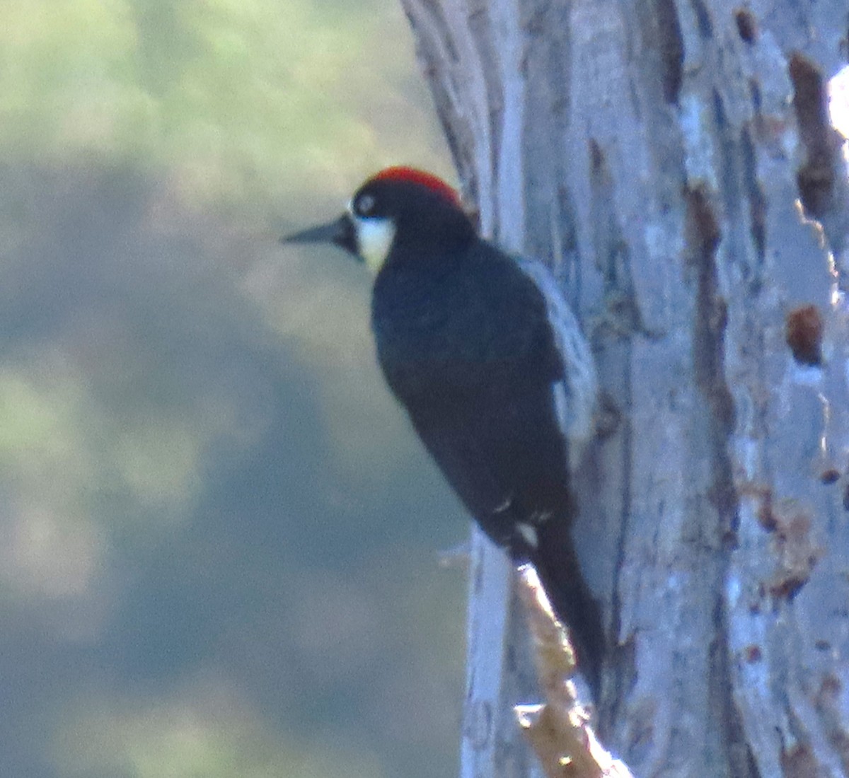 Acorn Woodpecker - ML620610661