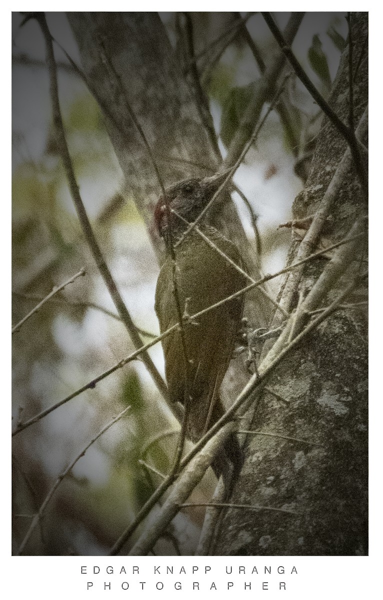 Golden-olive Woodpecker - ML620610663