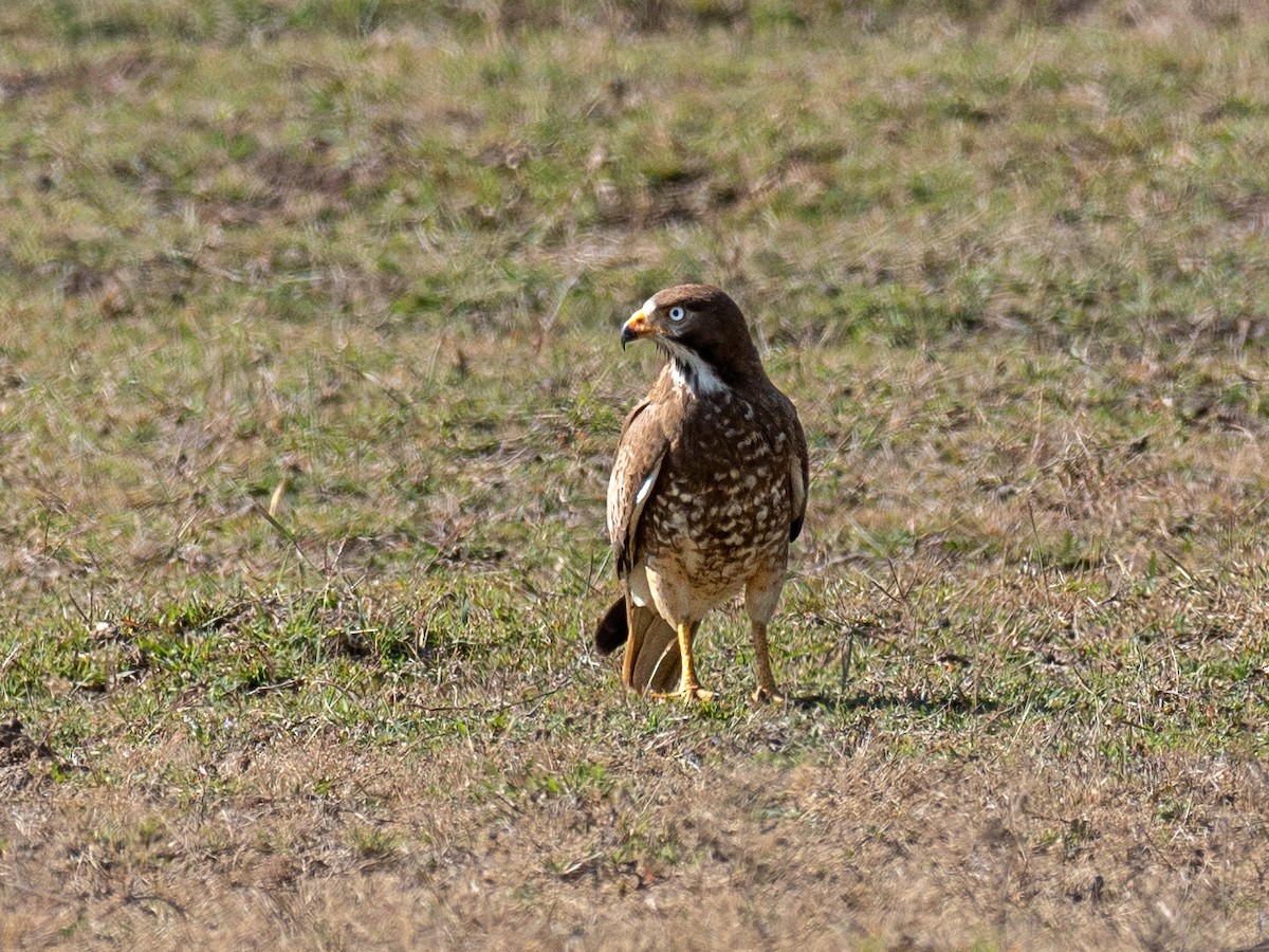 White-eyed Buzzard - ML620610668