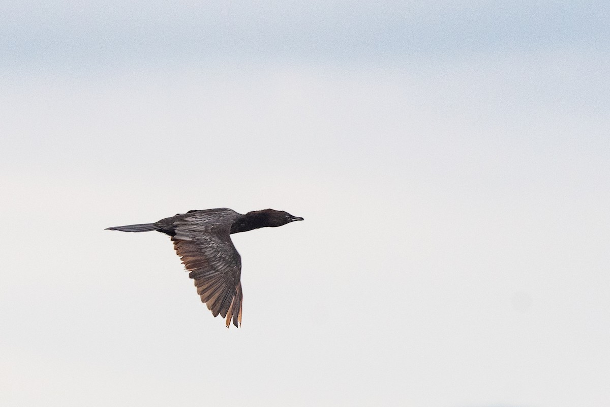 Pygmy Cormorant - ML620610670