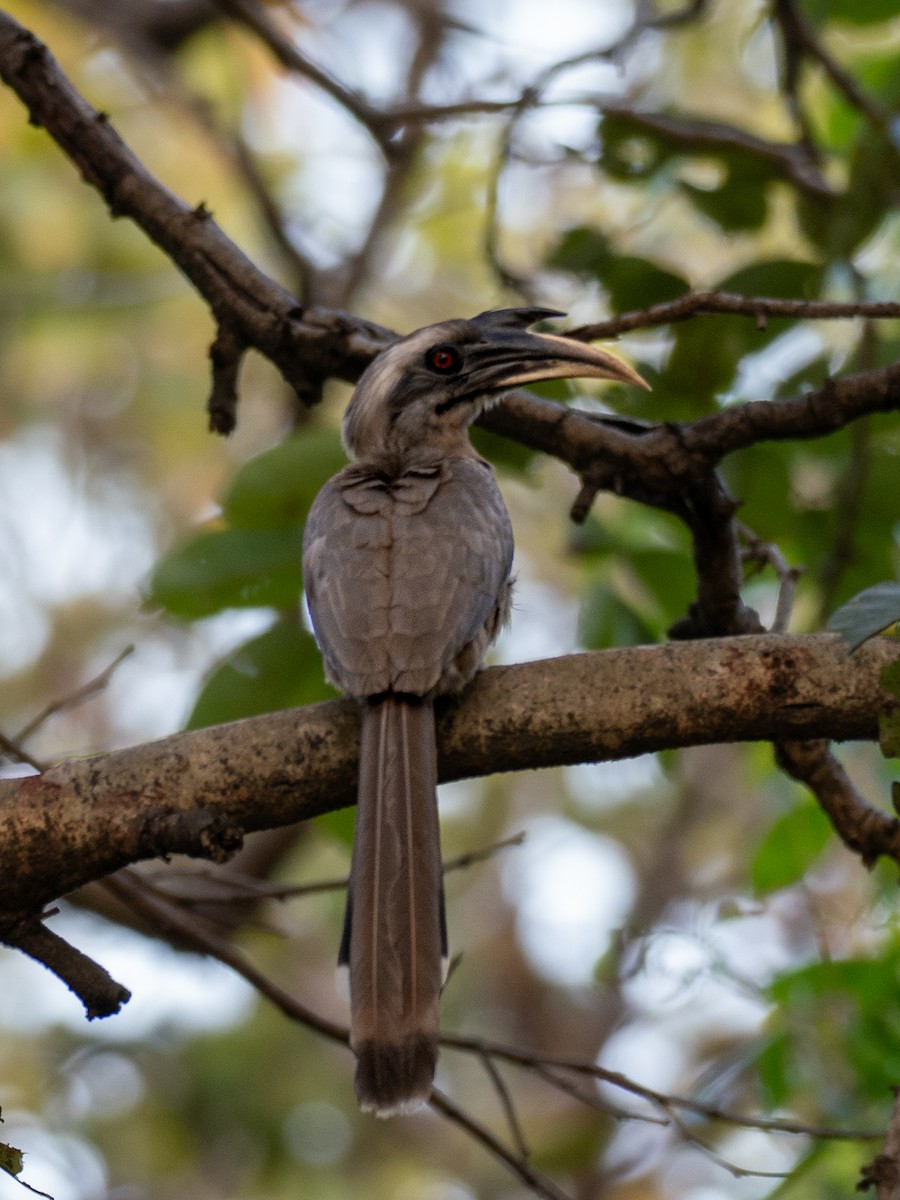 Indian Gray Hornbill - ML620610673