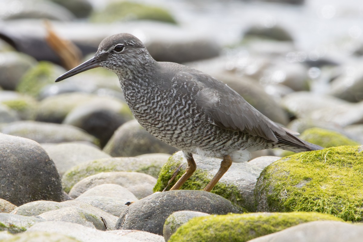 Wandering Tattler - ML620610675