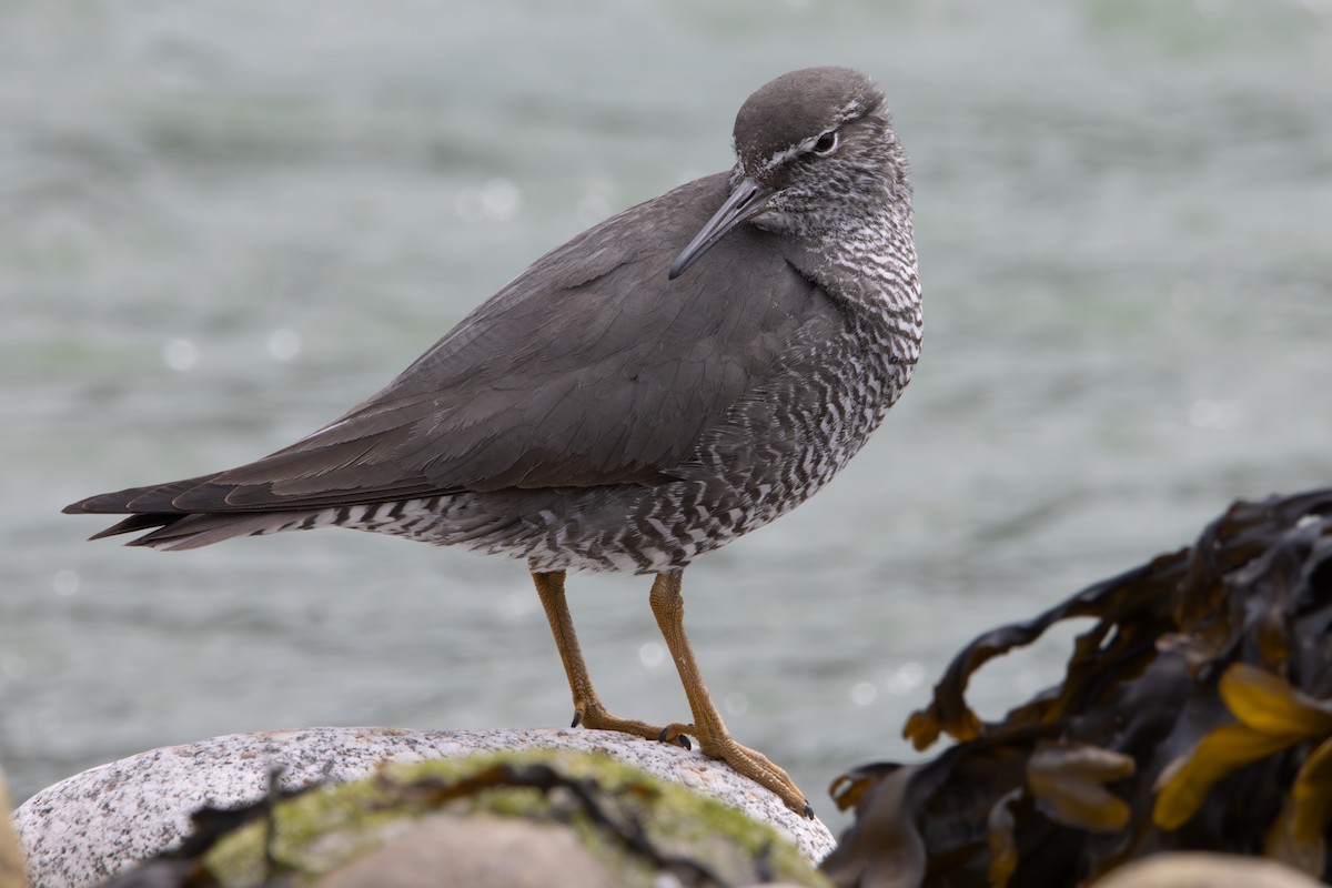 Wandering Tattler - ML620610677