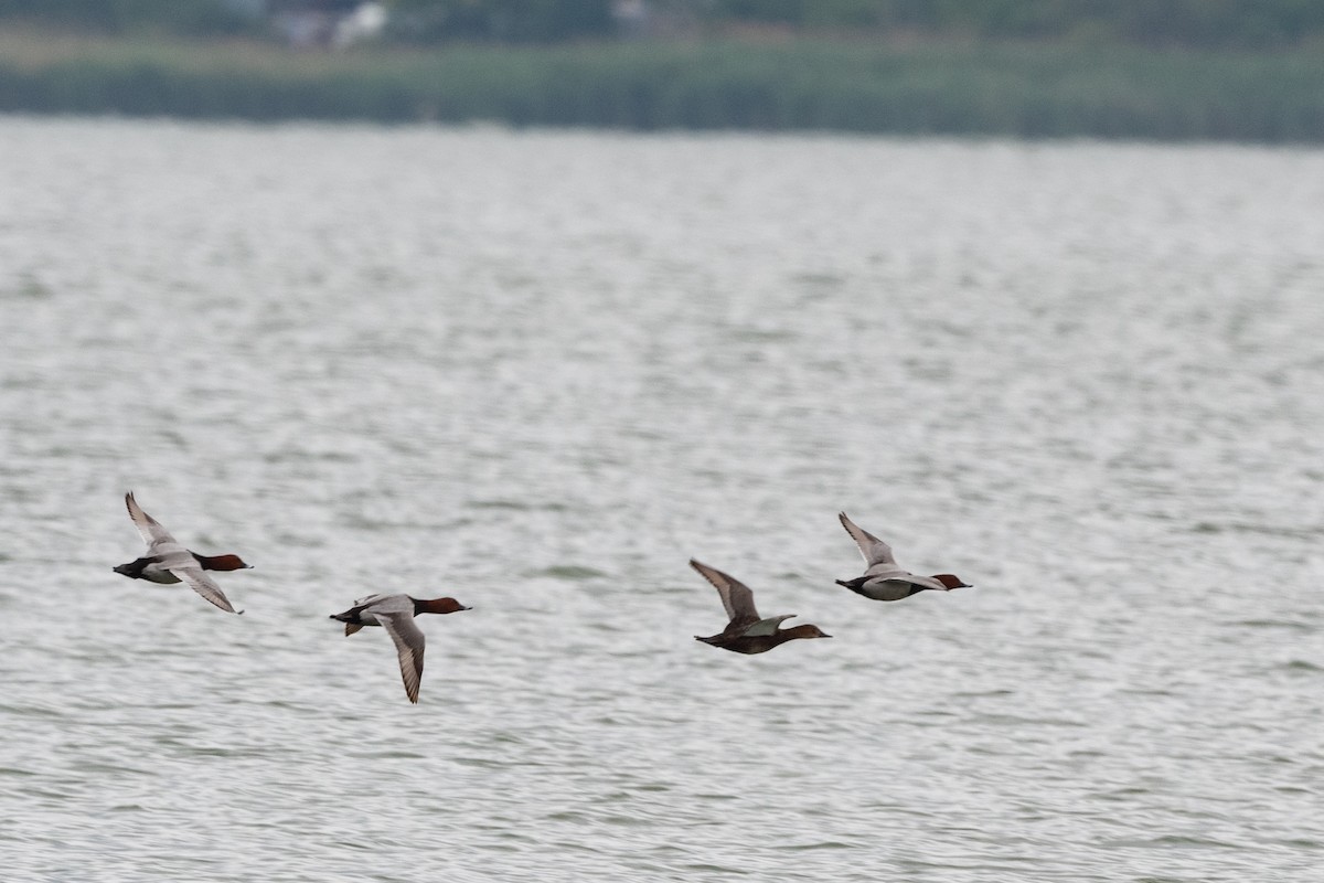 Common Pochard - ML620610681