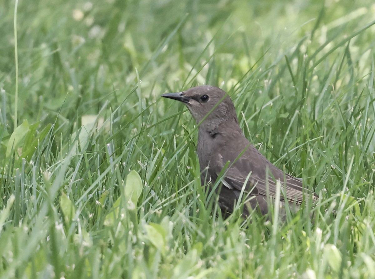 European Starling - ML620610683