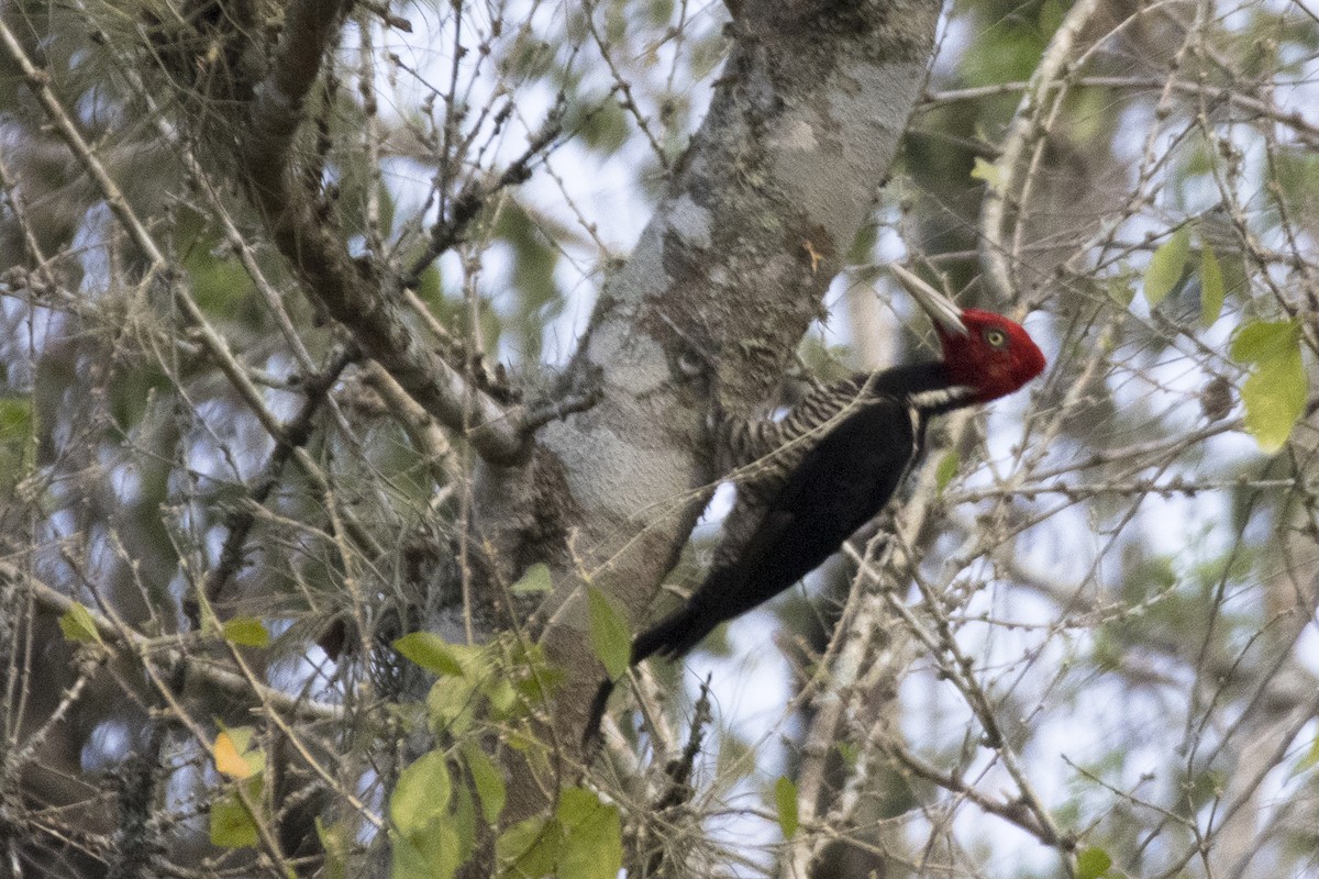 Pale-billed Woodpecker - ML620610684