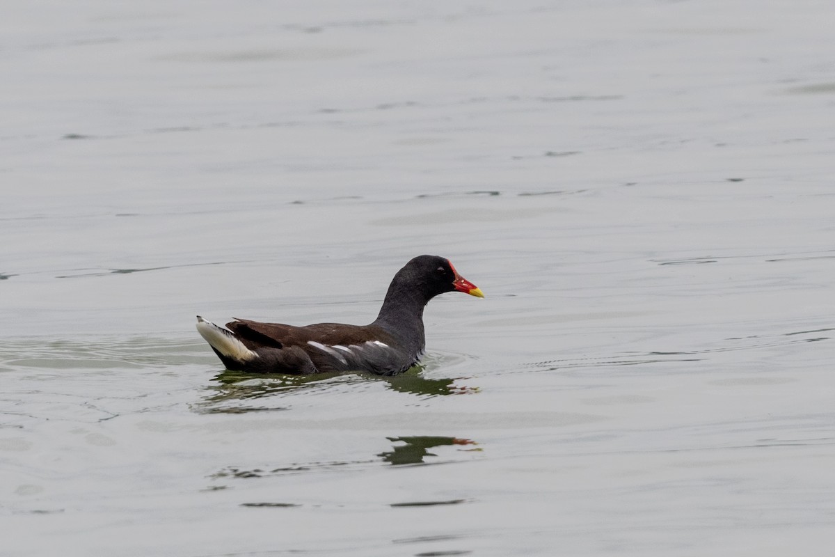 Eurasian Moorhen - ML620610685