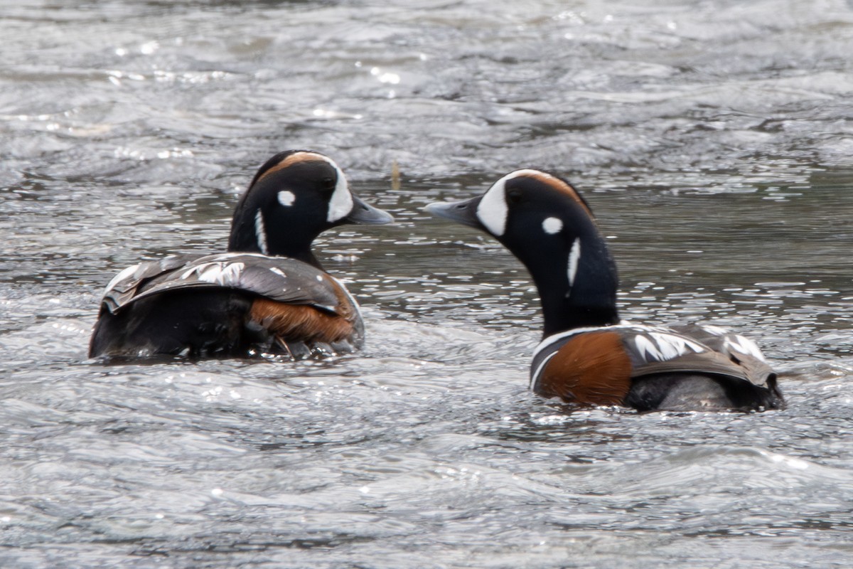 Harlequin Duck - ML620610688