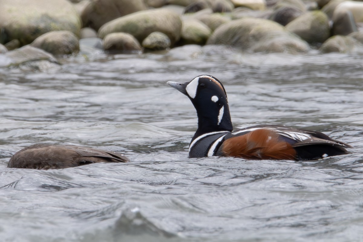 Harlequin Duck - ML620610690