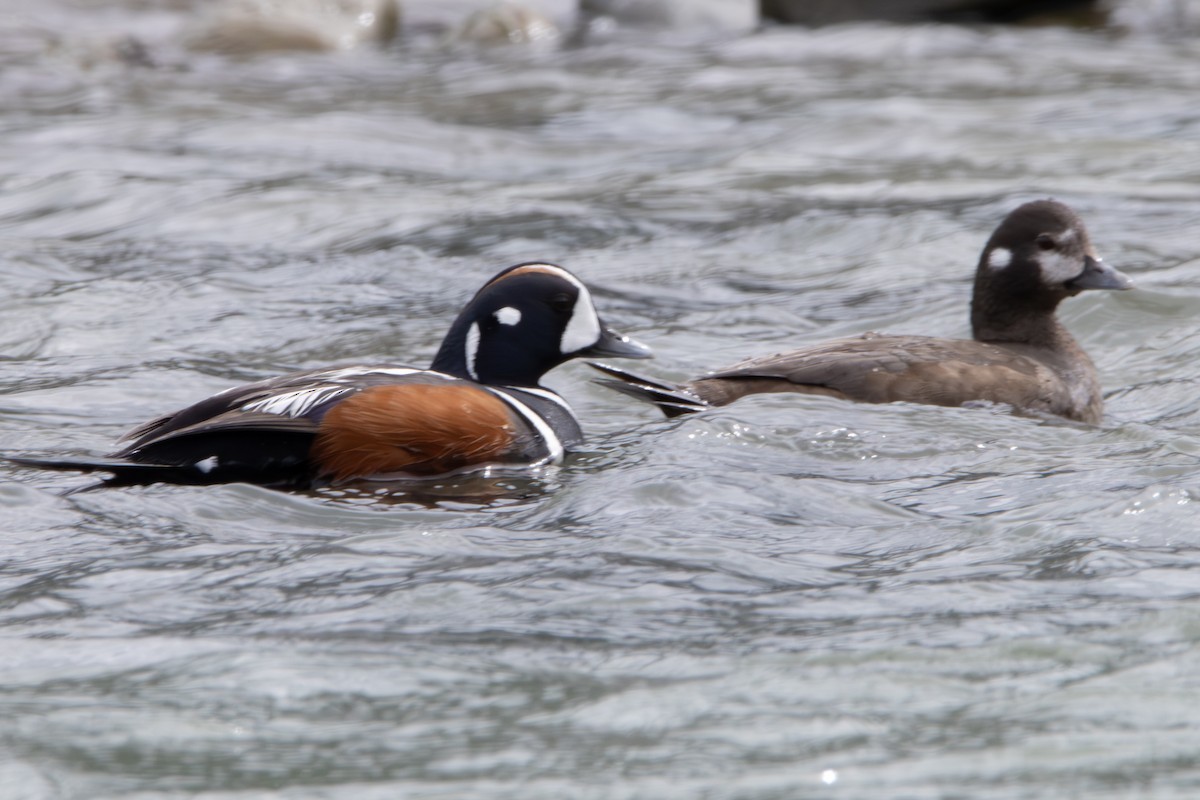 Harlequin Duck - ML620610691