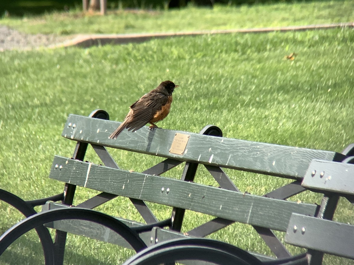 American Robin - ML620610698