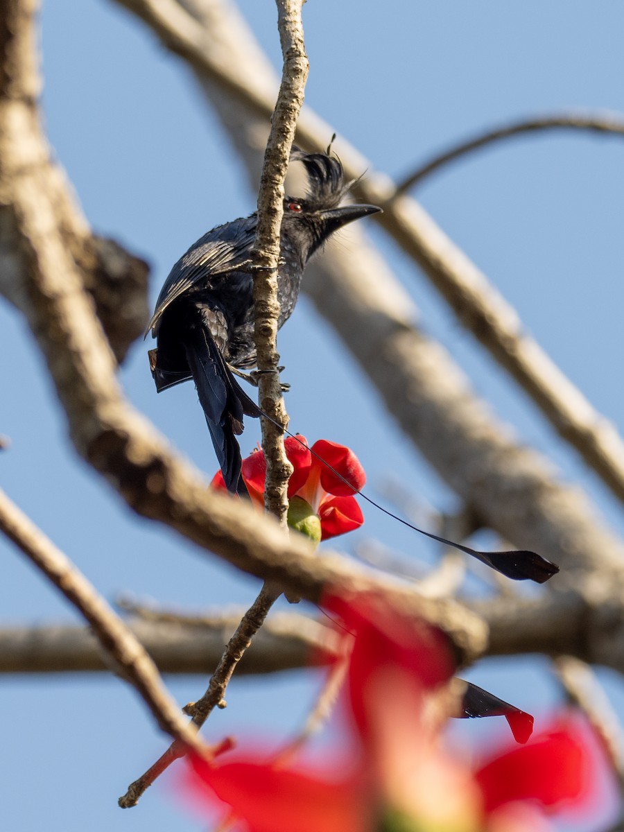 Greater Racket-tailed Drongo - ML620610715