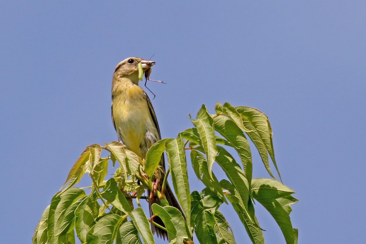 bobolink americký - ML620610717