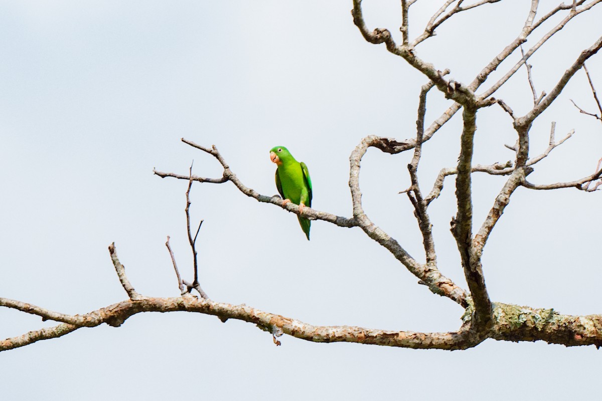 Orange-chinned Parakeet - ML620610723