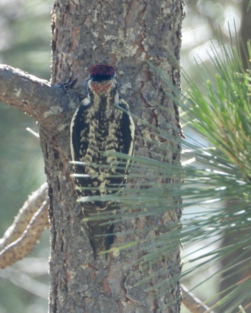 Red-naped Sapsucker - ML620610725