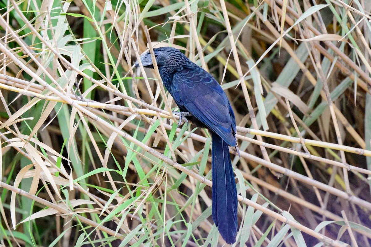 Groove-billed Ani - ML620610726