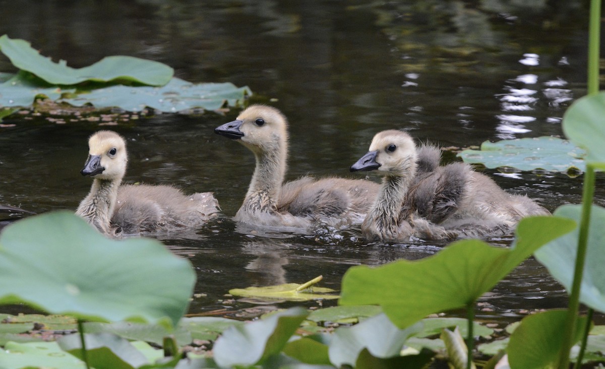 Canada Goose - ML620610728