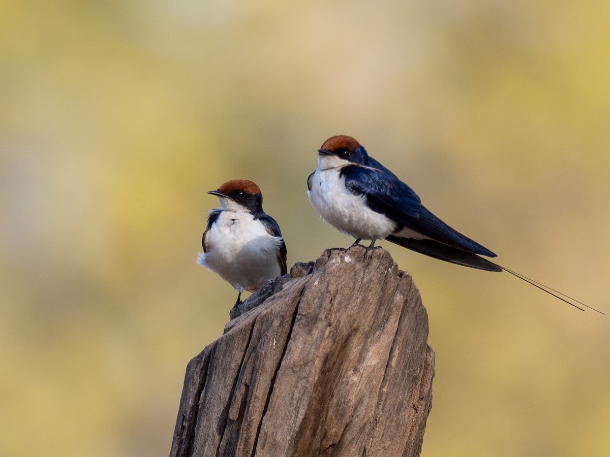 Wire-tailed Swallow - ML620610729