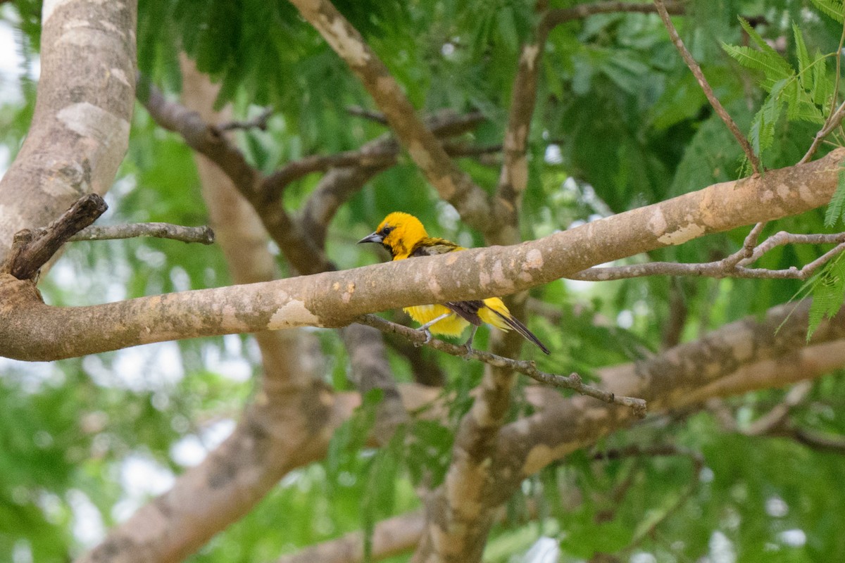 Streak-backed Oriole - ML620610730