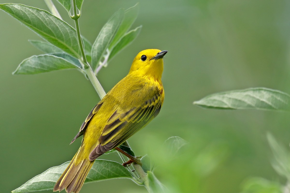 Yellow Warbler (Northern) - ML620610732