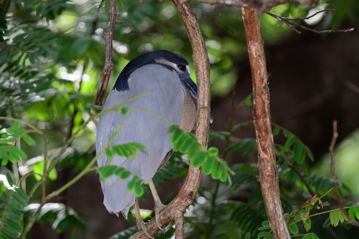 Boat-billed Heron - ML620610733