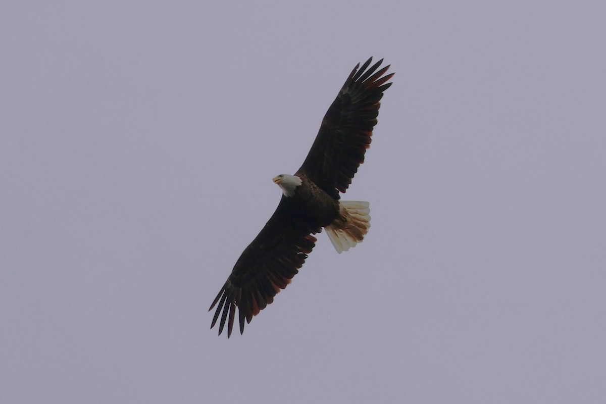 Weißkopf-Seeadler - ML620610734