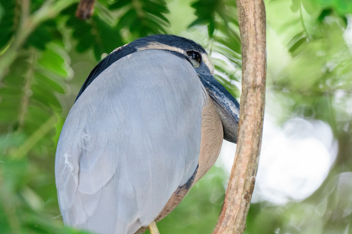 Boat-billed Heron - ML620610736