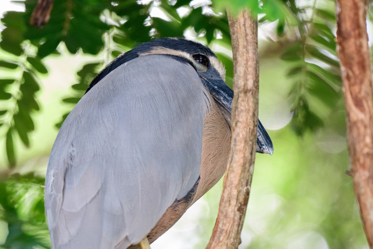 Boat-billed Heron - ML620610737