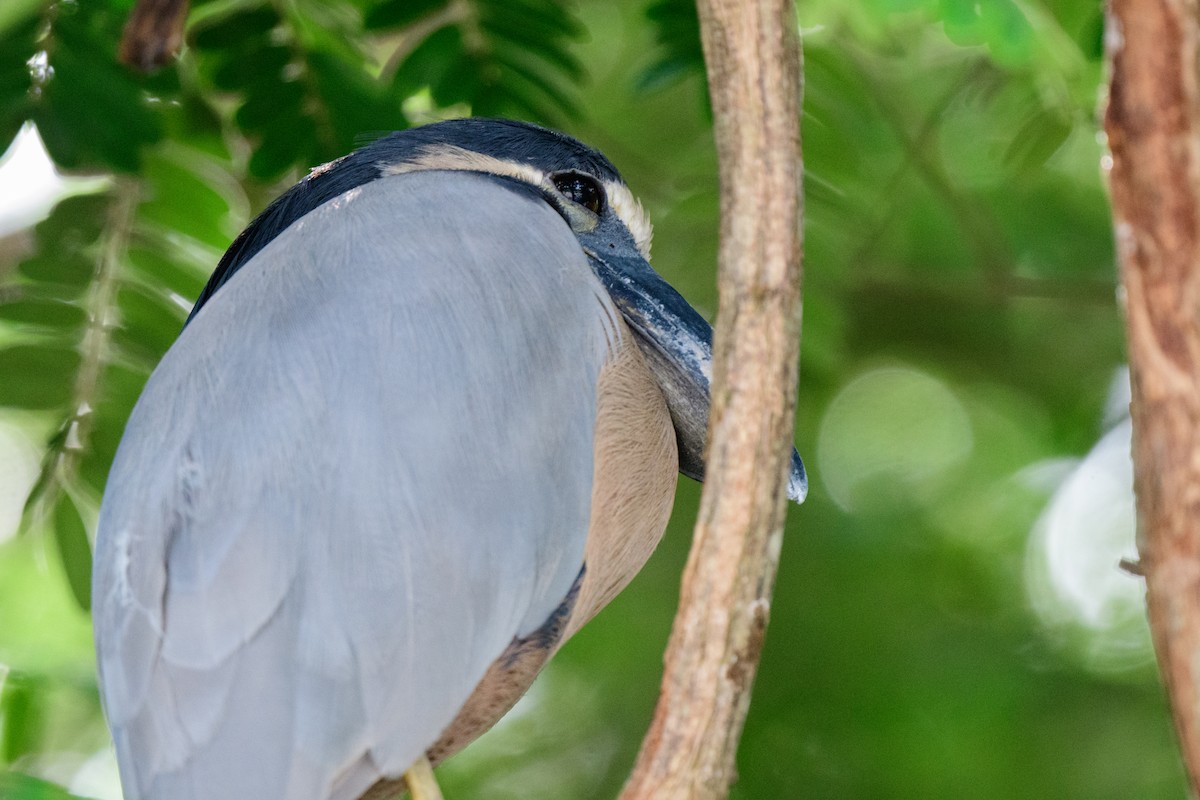 Boat-billed Heron - ML620610738