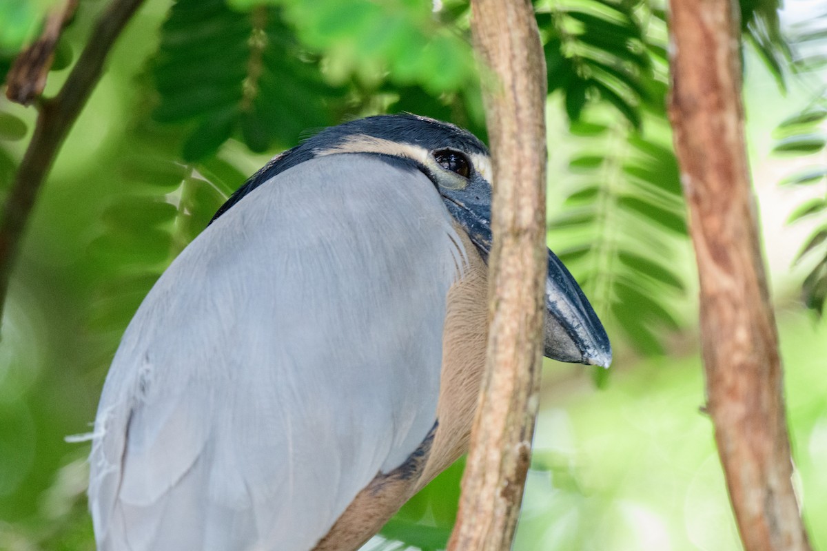 Boat-billed Heron - ML620610740