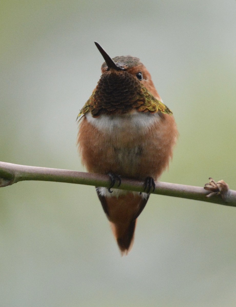 Allen's Hummingbird - Jim Margitan