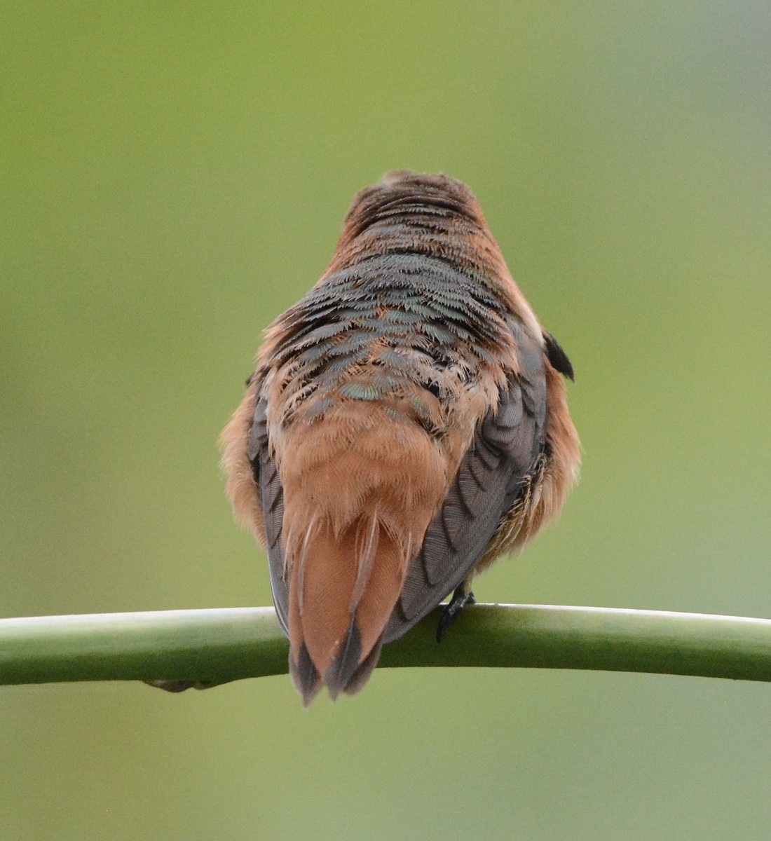 Allen's Hummingbird - ML620610742