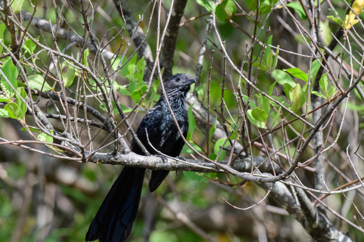 Groove-billed Ani - ML620610751