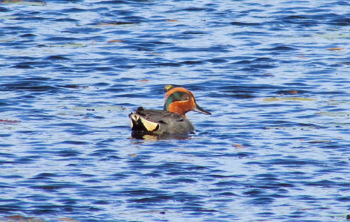 Green-winged Teal - Ryan Larson