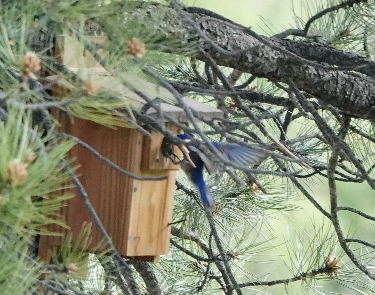 Western Bluebird - ML620610763