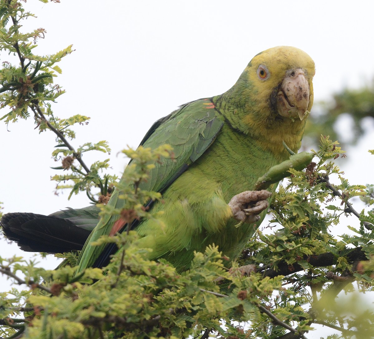 キガシラボウシインコ - ML620610765