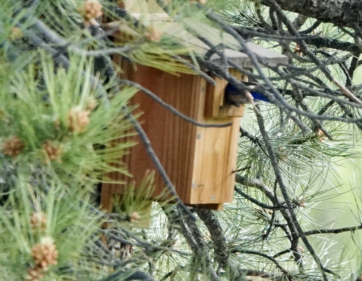 Western Bluebird - ML620610766