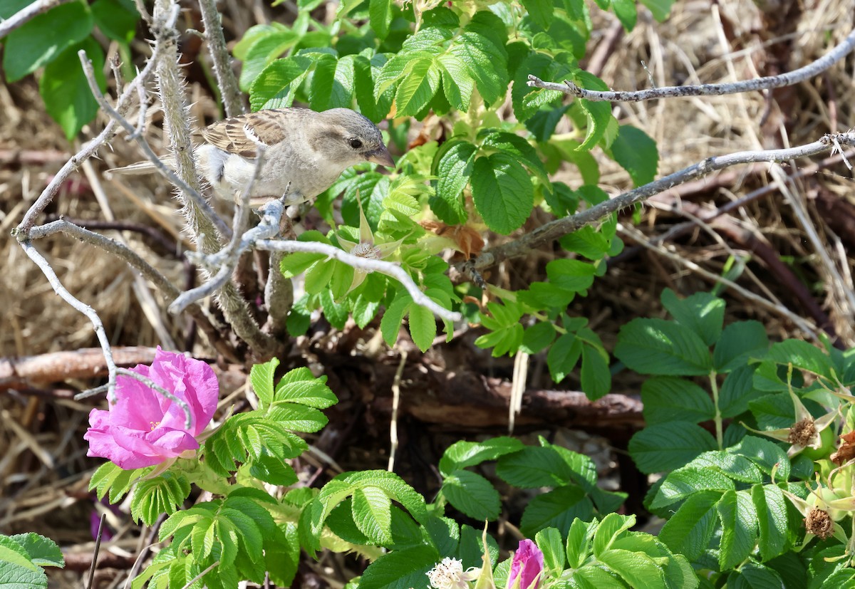 House Sparrow - ML620610770