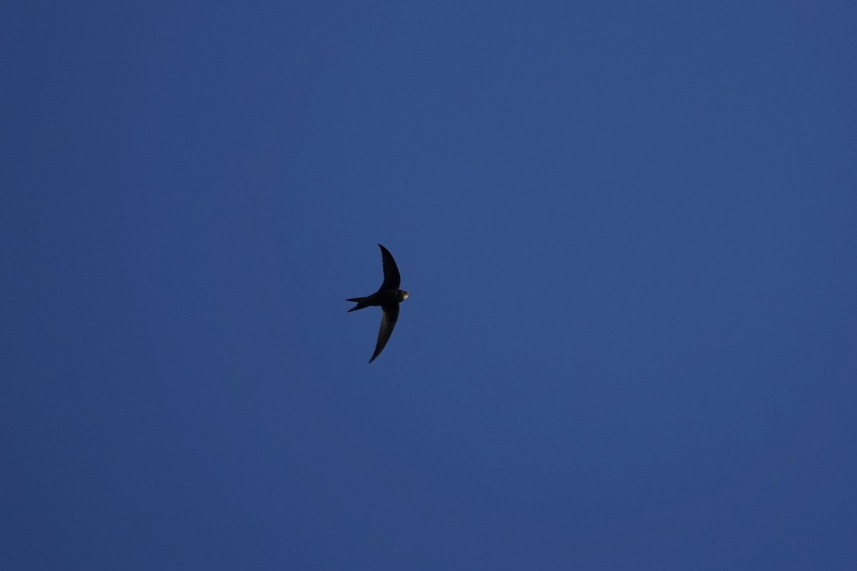 Common Swift - ML620610776