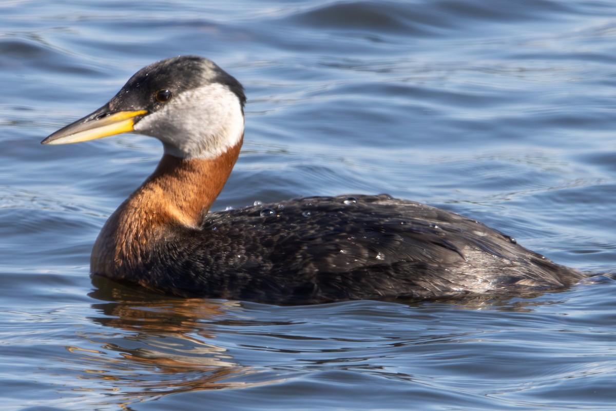 Red-necked Grebe - ML620610779