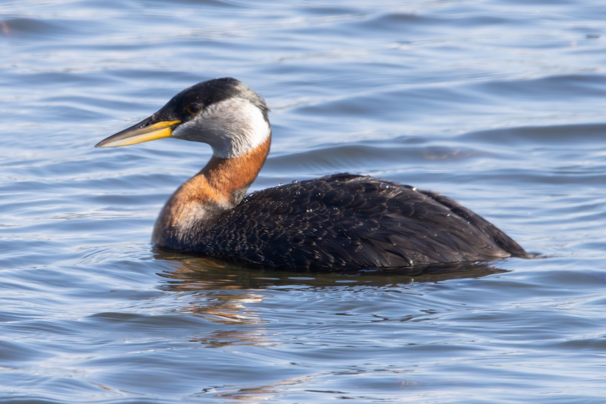 Red-necked Grebe - ML620610780